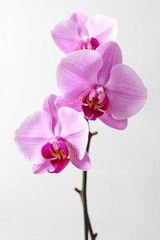 Obraz premium Delicate pink orchid blossoms isolated on pure white , nature, bright
