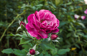 One purple rose in close-up. A purple rose on a branch in the garden.