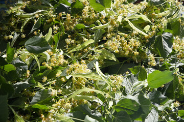 Linden flower and leaf