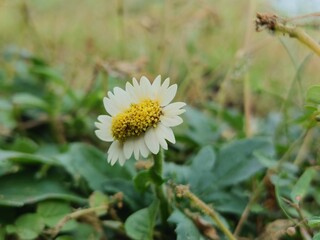 Obraz premium daisy flower in the garden