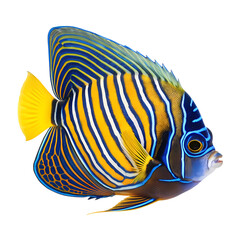 Vibrant Emperor Angelfish isolated on transparent background