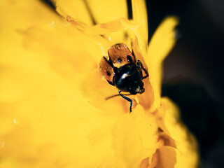 Close-up of a ladybug on a yellow flower