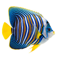 Vibrant Emperor Angelfish A Symphony of Blues and Yellows isolated on transparent background