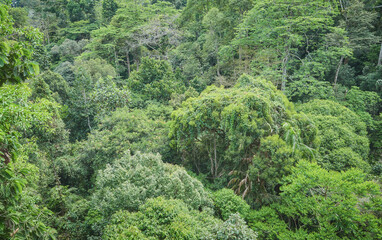 Virgin rainforest in Borneo, Sabah, Malaysia.