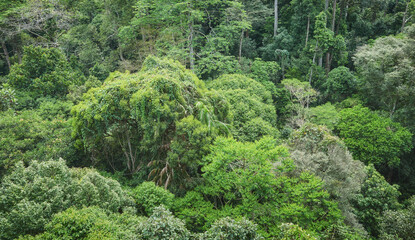 Virgin rainforest in Borneo, Sabah, Malaysia.