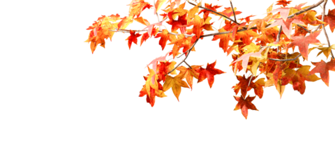 Red and orange autumn leaves tree isolated on white