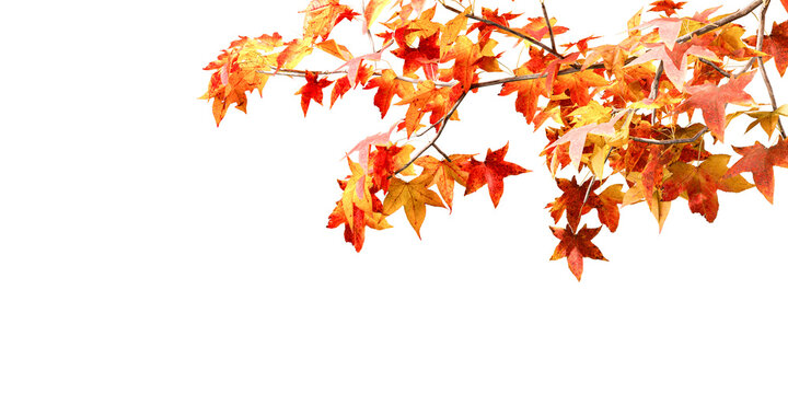 Red and orange autumn leaves tree isolated on white