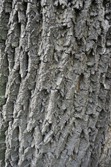 Close-up of rugged tree bark texture with deep grooves and natural wood patterns. Ideal for nature themes and backgrounds.