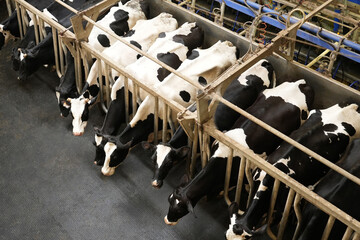 Cows stand in a row on a farm and are milked