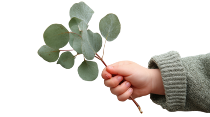 Child's hand holding a branch of eucalyptus leaves, white isolated background.