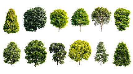 Collection of various trees in different shades of green on a white isolated background.