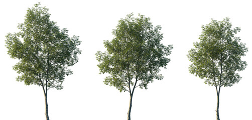 Set of Ulmus Carpinifolia (commonly known as Field Elm or Smoothleaf Elm) frontal set street trees isolated png on a transparent background perfectly cutout © Viktoria