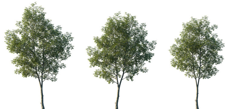 Set of Ulmus Carpinifolia (commonly known as Field Elm or Smoothleaf Elm) frontal set street trees isolated png on a transparent background perfectly cutout