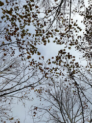 Autumn maple leaves and branches under the overcast sky.