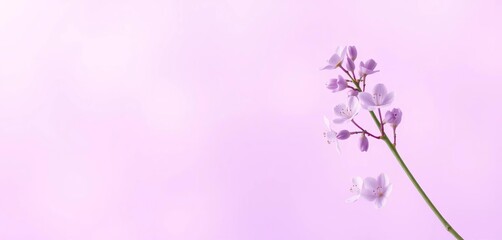Subtle lavender to lilac gradient, soft and dreamy pastel purple background,  ethereal,  texture