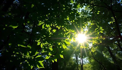 Sun-dappled green forest, leaves glowing with sunlight,   photo,  environment