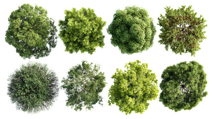 Top view of various trees showcasing different shades of green, isolated on white background.