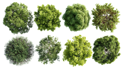 Top view of various trees showcasing different shades of green, isolated on white background.