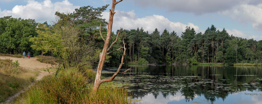 A Tranquil Walk by the Palingven: Reflections of Pines, Water Lilies, and Passing Clouds