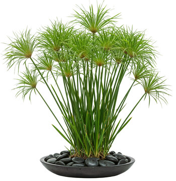 delicate green papyrus plant, Cyperus papyrus, in a modern black bowl