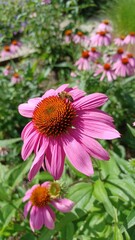 Obraz premium Sonnenhut, Biene auf Blume im Garten im Sommer