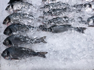 Chilled dorado fish covered with ice cubes at seafood market. Fresh raw fish neatly arranged for...