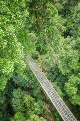 Aerial view of canopy walkway in Sepilok, Borneo, Malaysia.