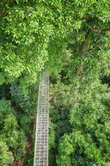 Aerial view of canopy walkway in Sepilok, Borneo, Malaysia.