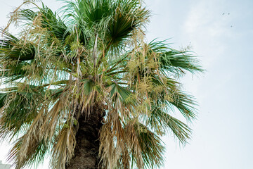 Closeup of large palm trees against the sky. Summer landscape.