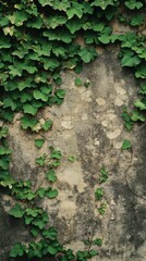 Climbing Ivy on Aged Wall Creates Natural Texture