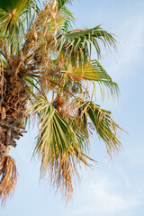 Closeup of large palm trees against the sky. Summer landscape.