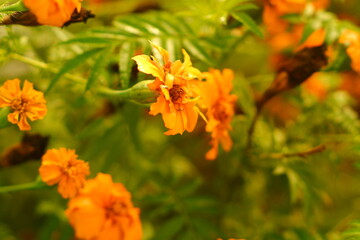 yellow flower in the garden