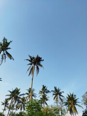Fototapeta premium palm tree in the sky