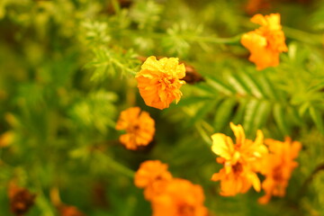 orange flowers in the morning