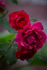 pink roses in the garden