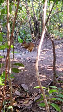A brown agouti, a wild rodent from the Dasyproctidae family, forages on the ground in a dense tropical forest. This small mammal is seen amidst trees, leaves, and roots in its natural habitat.
