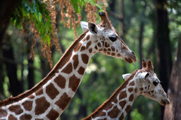 Close up of Giraffe