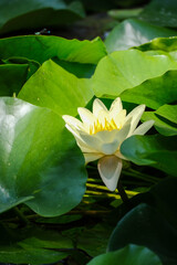 white water lily