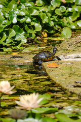 Turtle in the pond