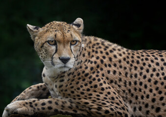 A close up of a Cheetah