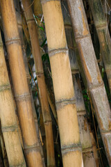 bamboo forest background