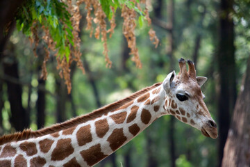 Close up of Giraffe