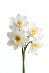 Obraz premium white narcissus isolated on white