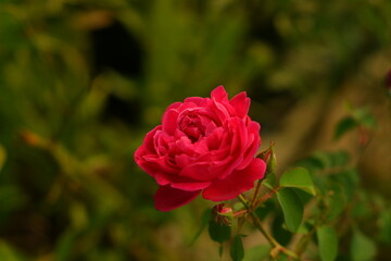 red rose in garden