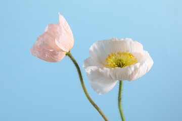 Beautiful poppy flowers on light blue background, closeup