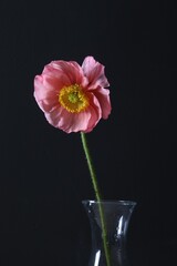 Beautiful poppy flower in vase on black background, closeup