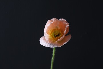 Beautiful poppy flower on black background, closeup