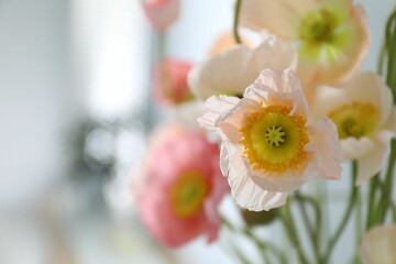 Bouquet of beautiful poppy flowers indoors, closeup. Space for text