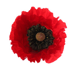 One beautiful poppy flower isolated on white