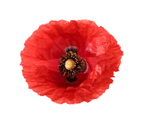 One beautiful poppy flower isolated on white